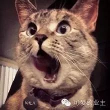 陈翔六点(半基友枪战射偏遭众男缴械扒衣)