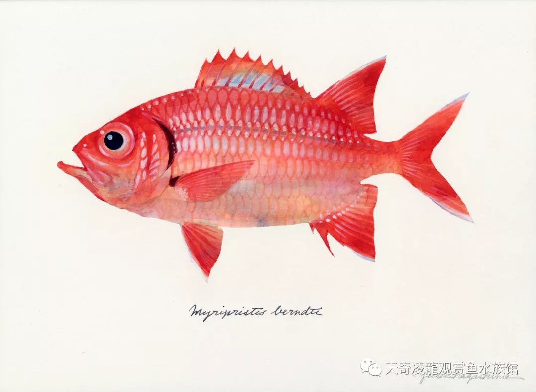 【今日亚洲】日本艺术家手绘的鱼类水彩画,中国网友表示不服!