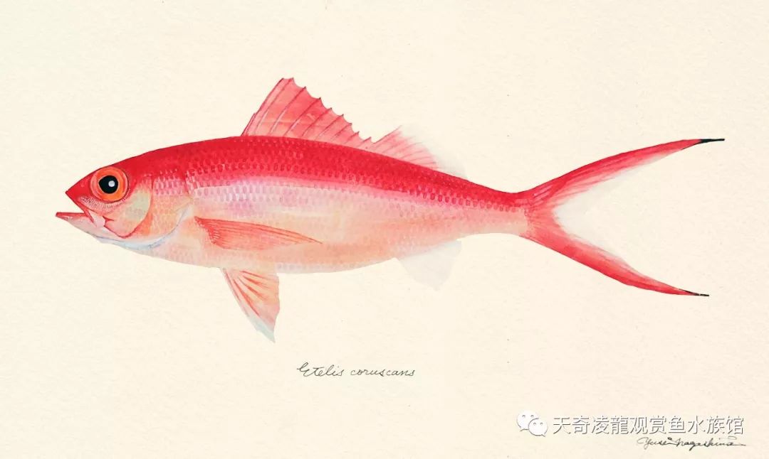 【今日亚洲】日本艺术家手绘的鱼类水彩画,中国网友表示不服!