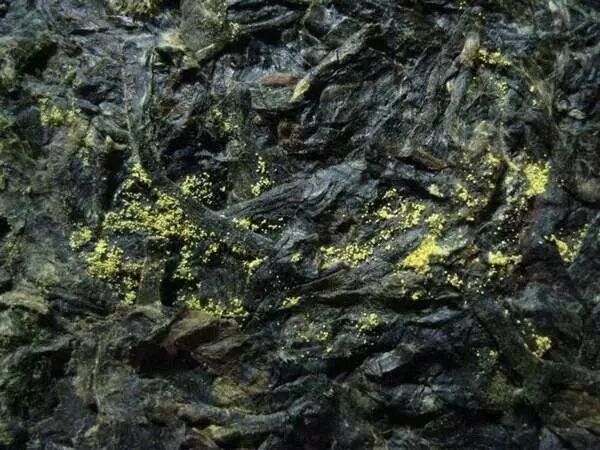 注意！普洱茶上的黄点不一定是金花，很可能是剧毒黄曲霉！