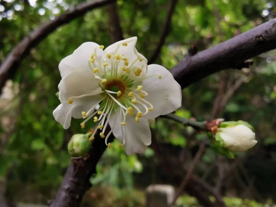 梅花村街都是赏梅好去处