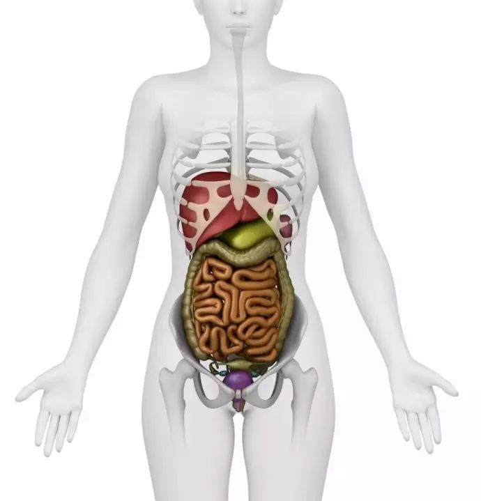 人体内脏结构超清晰剖视图(女性版)