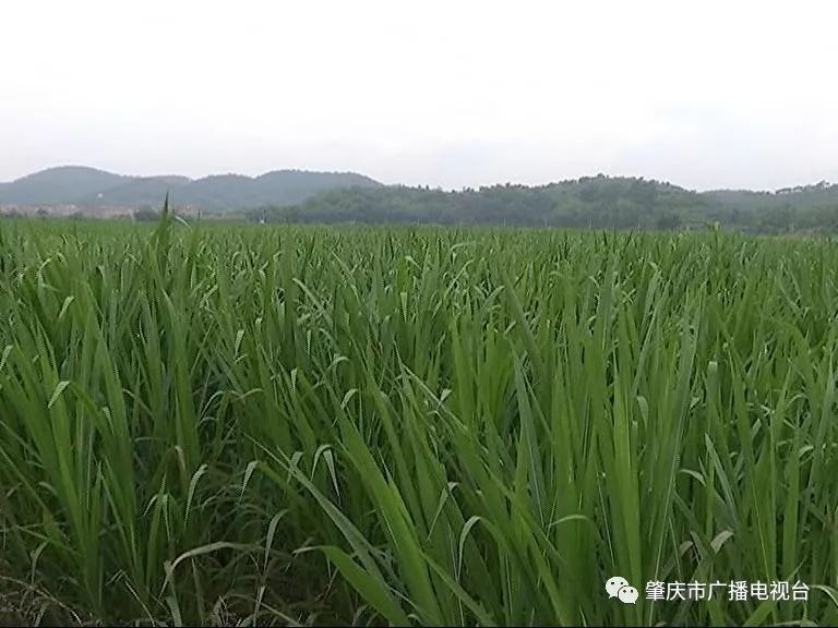 德庆种植"大草"巨菌草达3700多亩 一材多用效益高