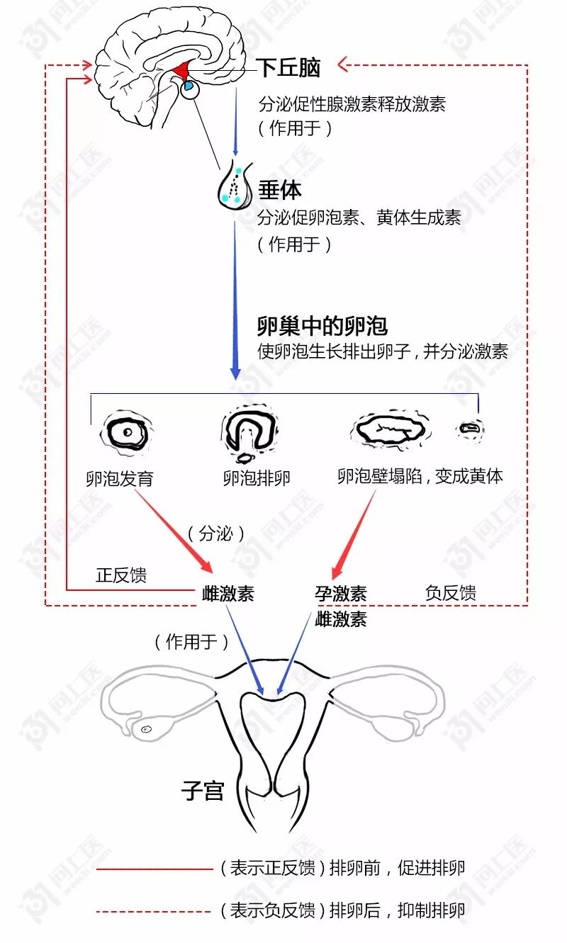 成人健康  妇科问题  那么雌激素也就会提前停止分泌 也就是说肥料