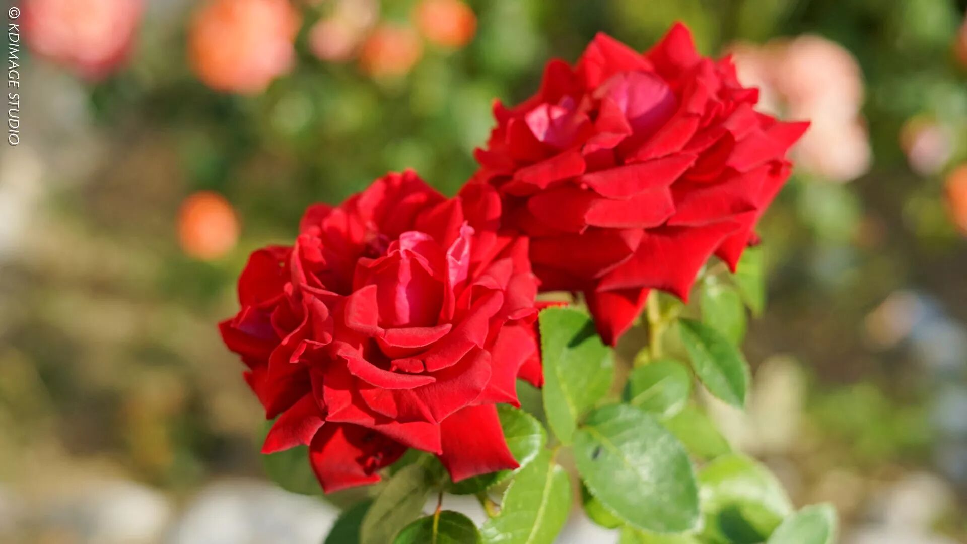 法国和中国时差_中国法国时差是多少_法国和美国纽约时差几个