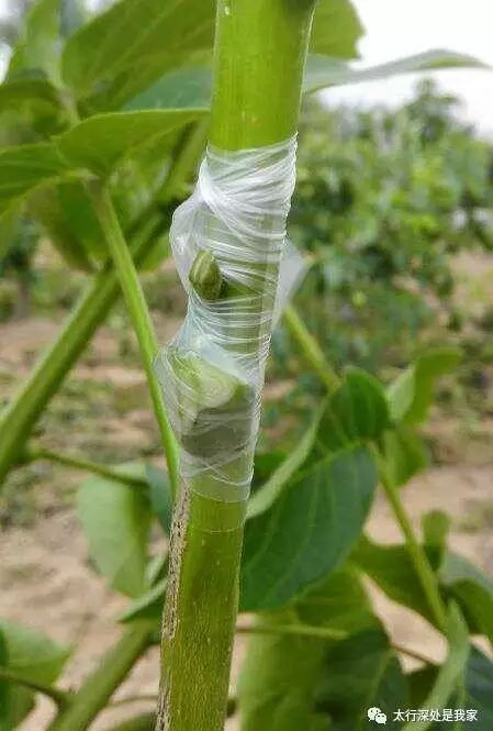 核桃树嫁接技术--方块芽接法