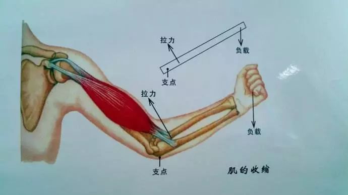 在训练中动作有肘关节锁死,强直,撞击的问题,不给关节足够的运动空间