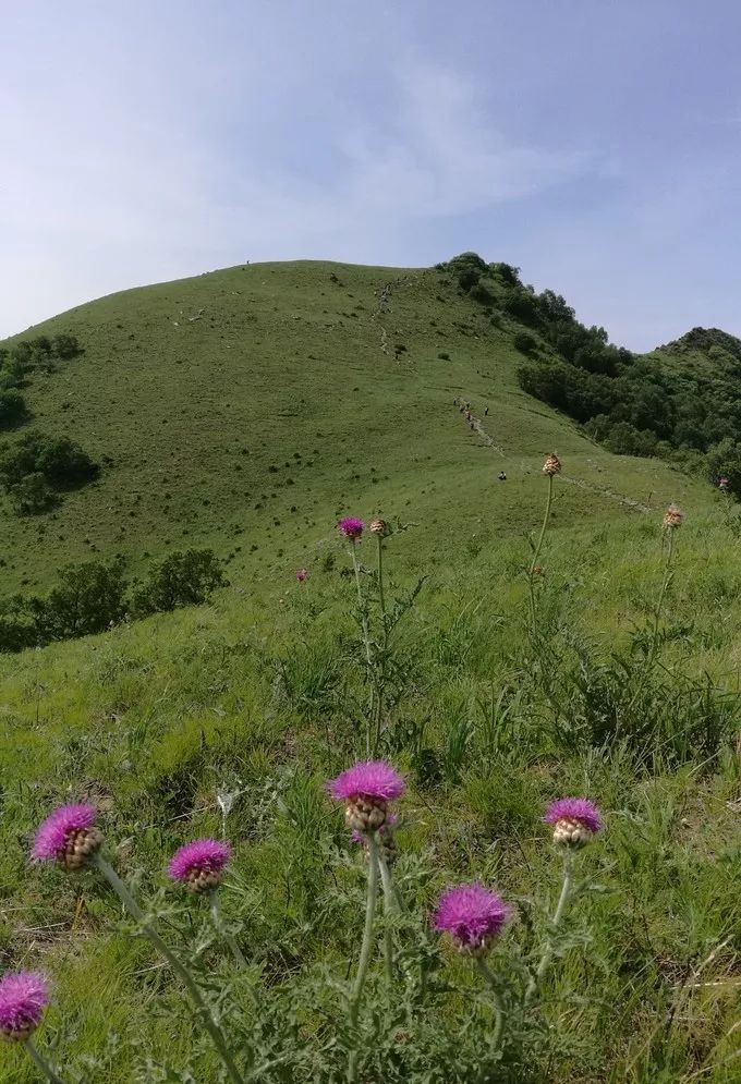 5月9日登黄花梁【1850米】割韭菜