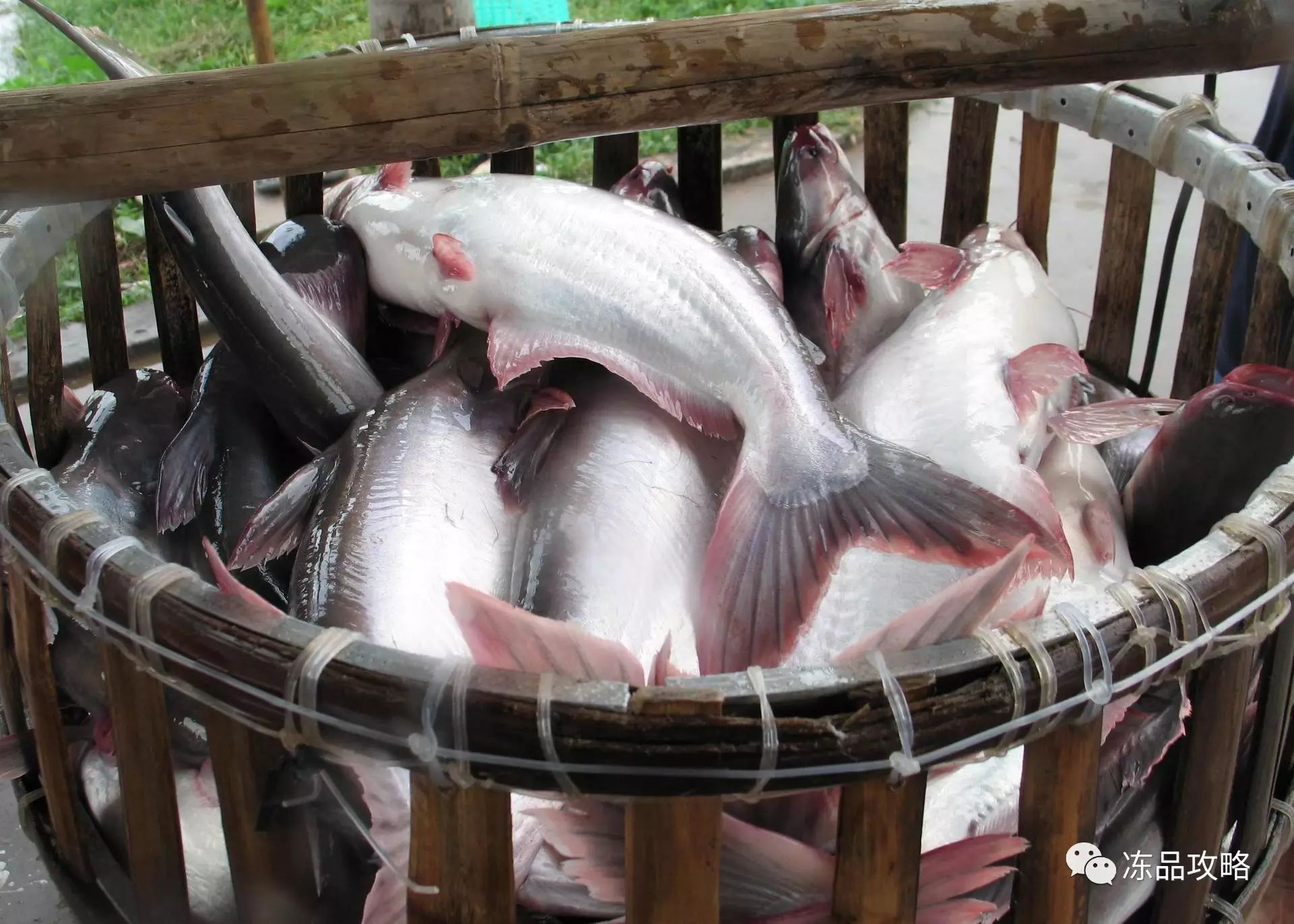 越南的巴沙鱼总体表现并不如去年,根据越南的官方数据,巴沙鱼养殖总