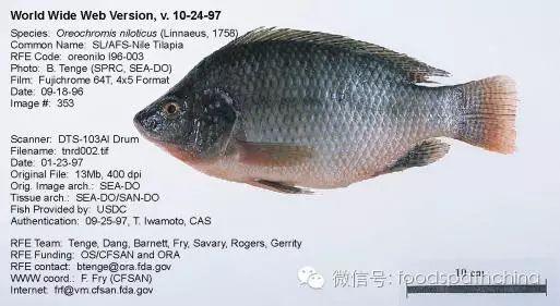 拉丁文名:oreochromis niloticus 英文名:nile tilapia 奥利亚罗非鱼