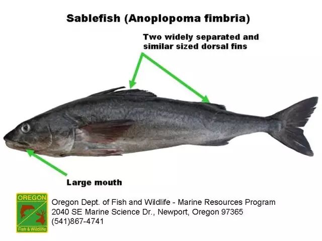 棘鳞蛇鲭和异鳞蛇鲭的区别_棘鳞蛇鲭_棘鳞海蛇