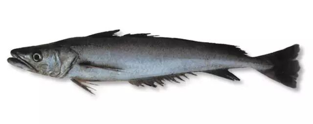 棘鳞海蛇_棘鳞蛇鲭和异鳞蛇鲭的区别_棘鳞蛇鲭