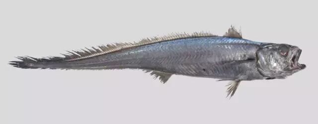 棘鳞蛇鲭_棘鳞蛇鲭和异鳞蛇鲭的区别_棘鳞海蛇