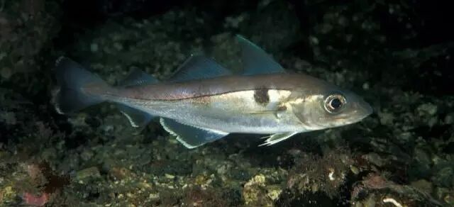 棘鳞蛇鲭_棘鳞海蛇_棘鳞蛇鲭和异鳞蛇鲭的区别