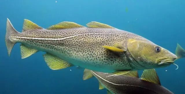 棘鳞蛇鲭_棘鳞蛇鲭和异鳞蛇鲭的区别_棘鳞海蛇