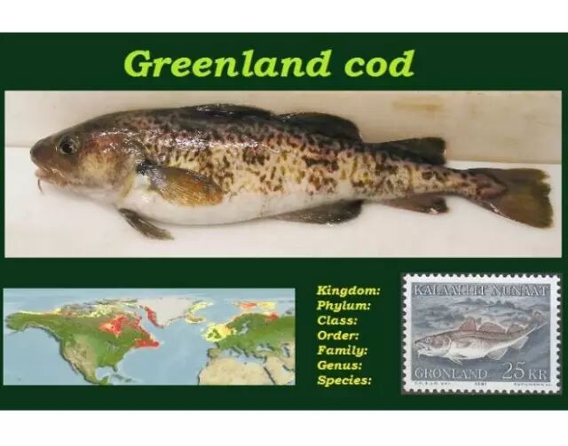 棘鳞蛇鲭_棘鳞蛇鲭和异鳞蛇鲭的区别_棘鳞海蛇