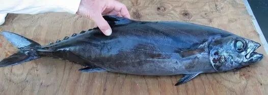 棘鳞海蛇_棘鳞蛇鲭和异鳞蛇鲭的区别_棘鳞蛇鲭