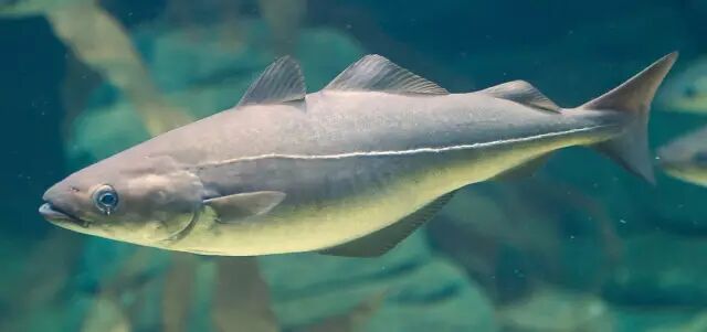 棘鳞蛇鲭和异鳞蛇鲭的区别_棘鳞蛇鲭_棘鳞海蛇