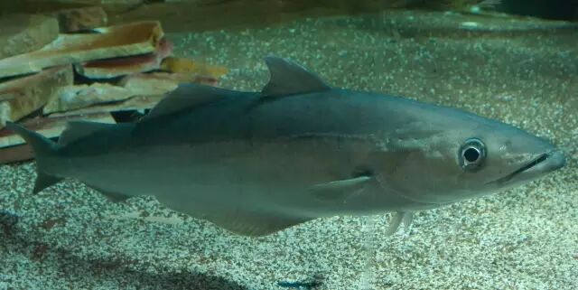 棘鳞蛇鲭_棘鳞蛇鲭和异鳞蛇鲭的区别_棘鳞海蛇