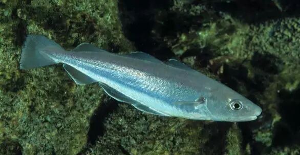 棘鳞蛇鲭_棘鳞蛇鲭和异鳞蛇鲭的区别_棘鳞海蛇