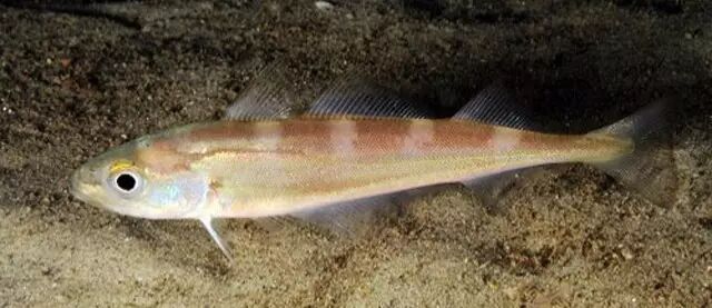 棘鳞蛇鲭和异鳞蛇鲭的区别_棘鳞蛇鲭_棘鳞海蛇