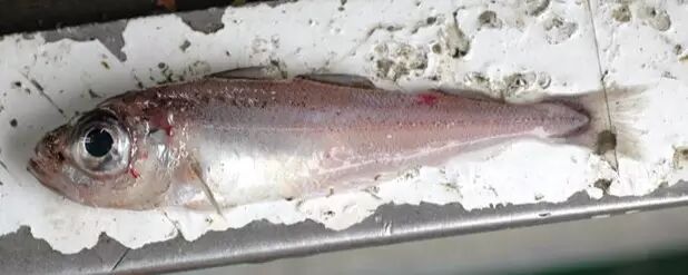 棘鳞海蛇_棘鳞蛇鲭和异鳞蛇鲭的区别_棘鳞蛇鲭