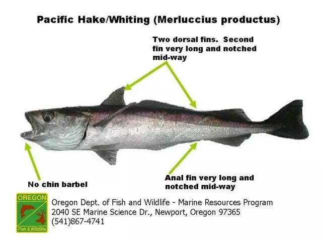 棘鳞蛇鲭和异鳞蛇鲭的区别_棘鳞海蛇_棘鳞蛇鲭