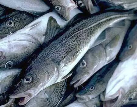 棘鳞海蛇_棘鳞蛇鲭_棘鳞蛇鲭和异鳞蛇鲭的区别