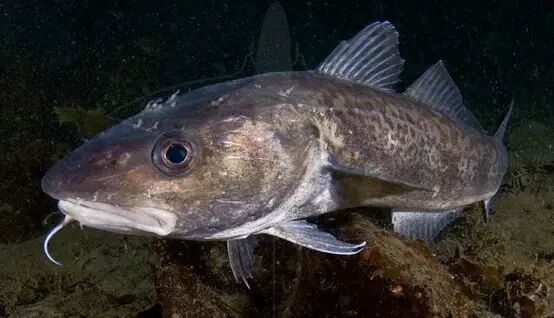 棘鳞蛇鲭_棘鳞蛇鲭和异鳞蛇鲭的区别_棘鳞海蛇