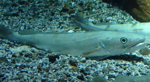 棘鳞蛇鲭_棘鳞海蛇_棘鳞蛇鲭和异鳞蛇鲭的区别