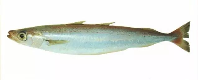 棘鳞蛇鲭和异鳞蛇鲭的区别_棘鳞蛇鲭_棘鳞海蛇