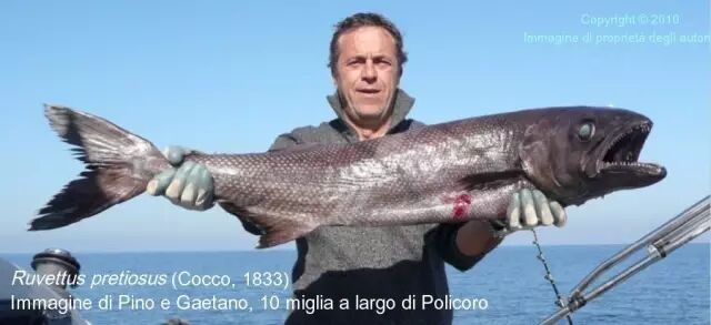 棘鳞蛇鲭和异鳞蛇鲭的区别_棘鳞蛇鲭_棘鳞海蛇