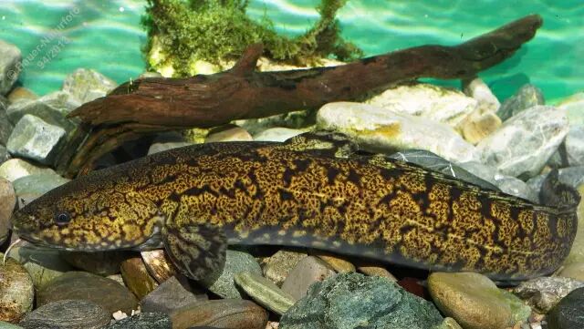 棘鳞海蛇_棘鳞蛇鲭和异鳞蛇鲭的区别_棘鳞蛇鲭