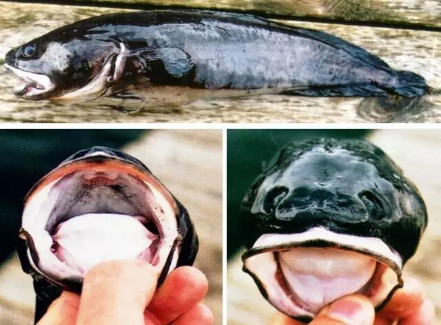 棘鳞蛇鲭和异鳞蛇鲭的区别_棘鳞海蛇_棘鳞蛇鲭