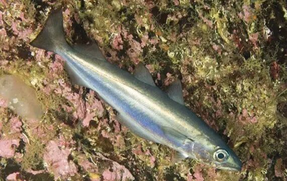 棘鳞海蛇_棘鳞蛇鲭_棘鳞蛇鲭和异鳞蛇鲭的区别