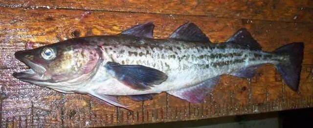 棘鳞蛇鲭_棘鳞蛇鲭和异鳞蛇鲭的区别_棘鳞海蛇