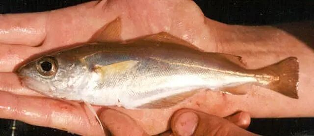 棘鳞蛇鲭和异鳞蛇鲭的区别_棘鳞蛇鲭_棘鳞海蛇