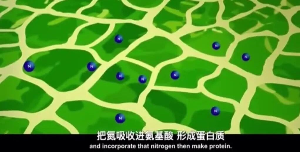 美国健康科普纪录片What the Health 健康是什么