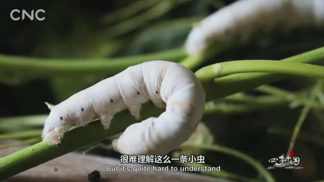 二十四节气：小满