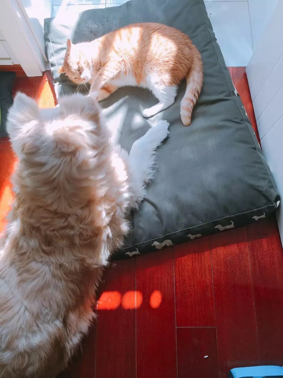 一人,一猫,一狗
