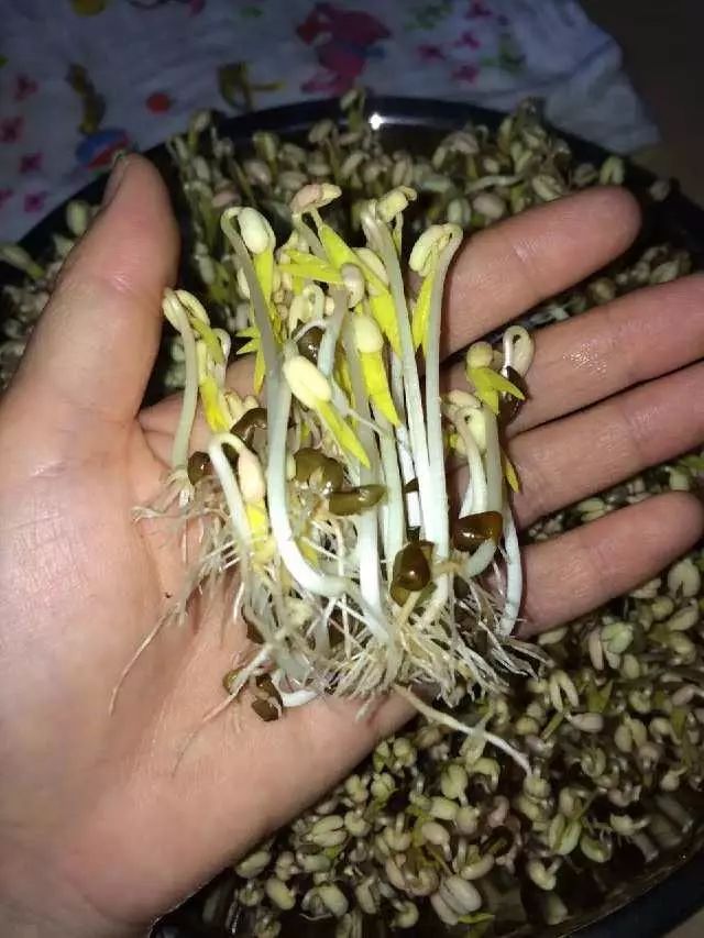 简单好吃的自发绿豆芽