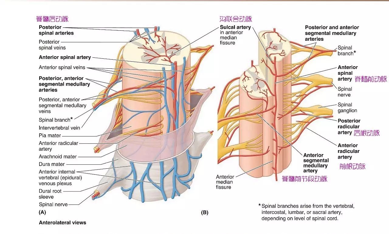 脊髓的解剖