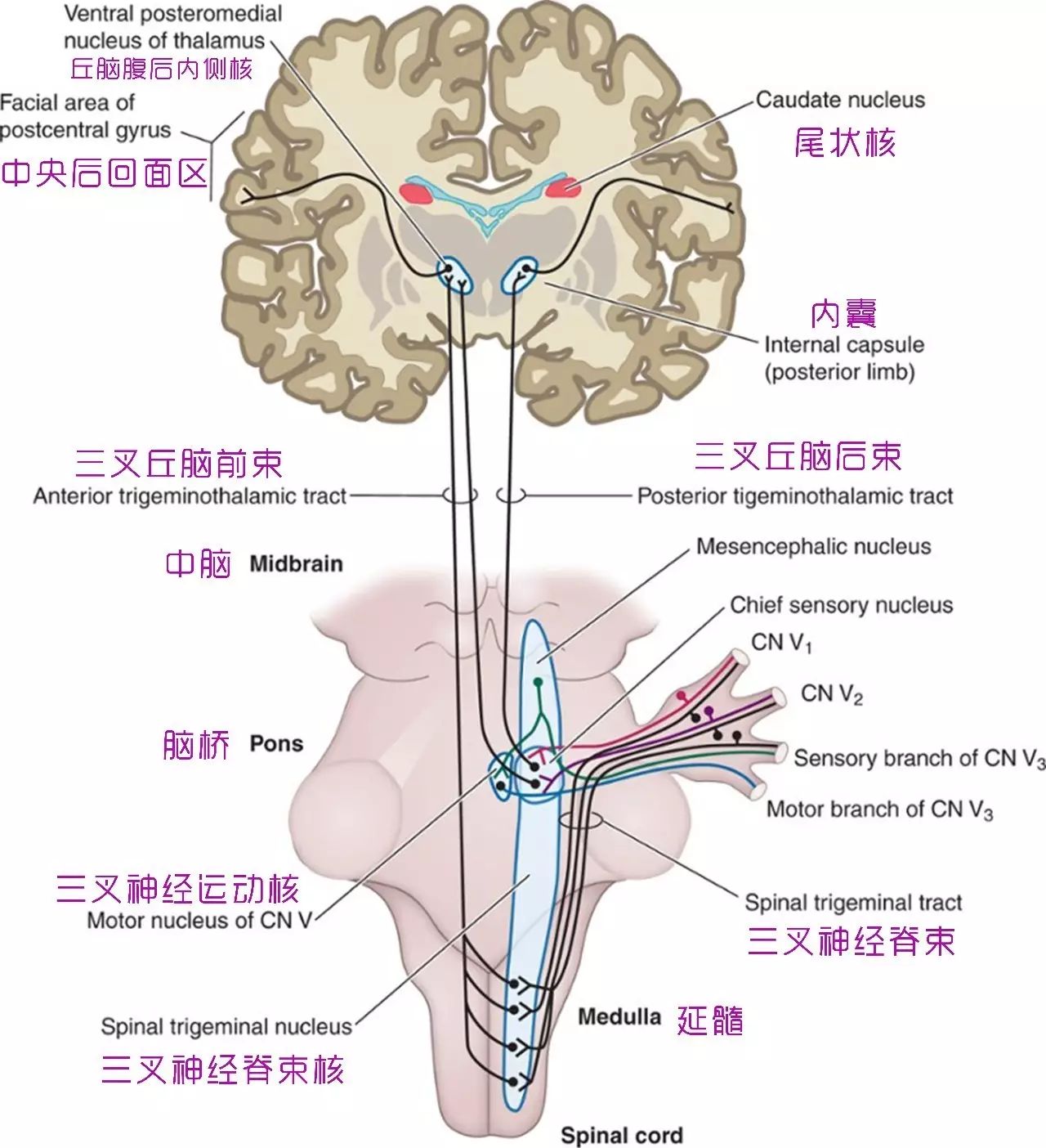 脑干的内部结构Ⅱ