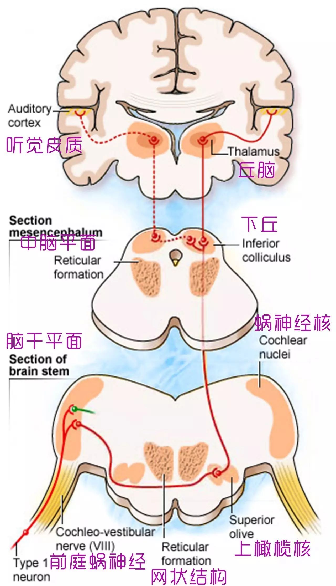 脑干的内部结构Ⅱ