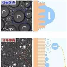 杨荣贵教授团队Joule:高效稳定的液滴弹离冷凝传热,Science网站也关注