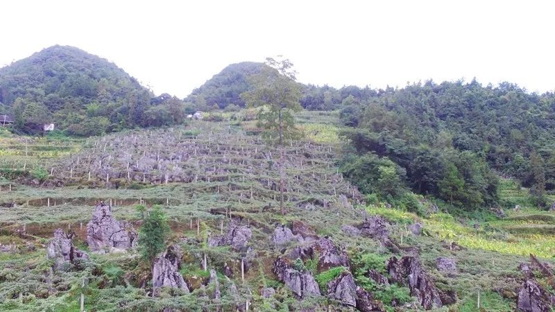 探访原产地:长阳贺家坪独树坡野生"八月瓜"林寻瓜记