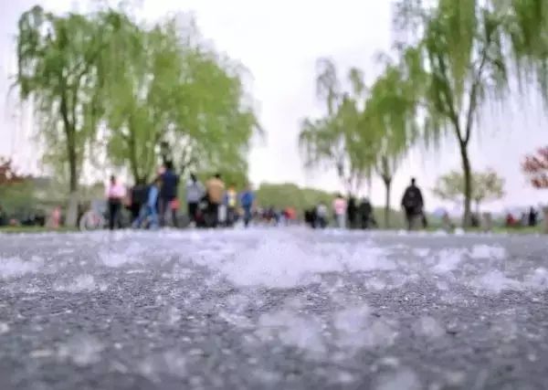对于这漫天纷飞的杨絮
