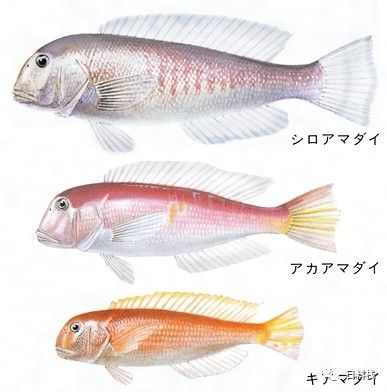 甘鯛 德川家康欽點白身魚其實是個表情帝 丸食堂 微文庫