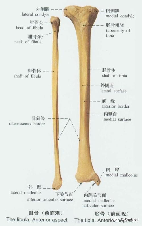 这样的结构恰好使股骨髁在胫骨平台上形成一较