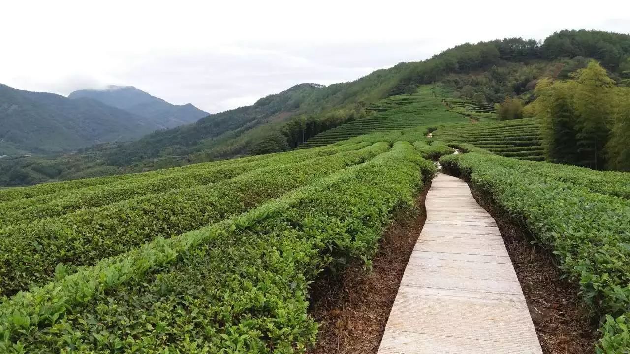 【随手拍】建瓯茶山美景大pk!你中意哪个?